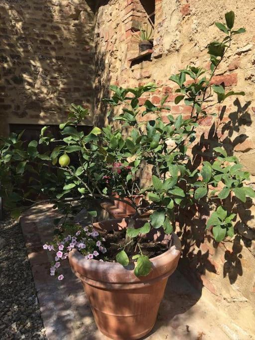 Agli Olivi Di Marciano Apartment Siena Bagian luar foto
